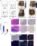CD275 (B7-H2) Antibody in Flow Cytometry (Flow)