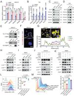 MHC Class I (H-2Kd/H-2Dd) Antibody in Flow Cytometry (Flow)