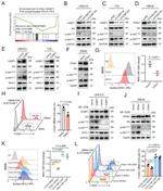 MHC Class I (H-2Kd/H-2Dd) Antibody in Flow Cytometry (Flow)