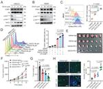 MHC Class I (H-2Kd/H-2Dd) Antibody in Flow Cytometry (Flow)