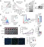MHC Class I (H-2Kd/H-2Dd) Monoclonal Antibody (34-1-2S), Functional Grade, eBioscience™