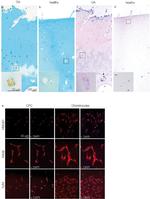 CD284 (TLR4) Antibody in Immunocytochemistry (ICC/IF)