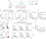CD90.1 (Thy-1.1) Antibody in Flow Cytometry (Flow)