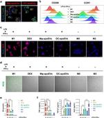CD206 (MMR) Antibody in Flow Cytometry (Flow)