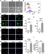 CD206 (MMR) Antibody in Flow Cytometry (Flow)