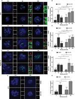ZO-1 Antibody in Immunocytochemistry (ICC/IF)
