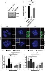 Claudin 1 Antibody in Western Blot (WB)
