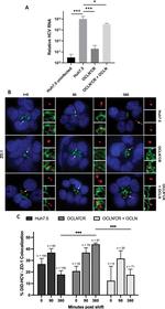 ZO-1 Antibody in Immunocytochemistry (ICC/IF)