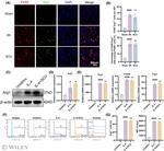 Arginase 1 Antibody in Flow Cytometry (Flow)