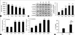 PTBP1 Antibody in Western Blot (WB)