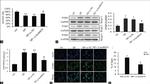 PTBP1 Antibody in Western Blot (WB)