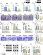 Cyclin D1 Antibody in Western Blot (WB)