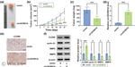 Cyclin D1 Antibody in Western Blot (WB)