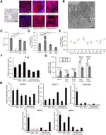 Claudin 2 Antibody in Immunocytochemistry (ICC/IF)