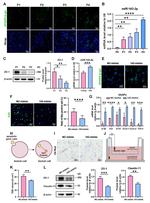 Claudin 11 Antibody in Western Blot (WB)