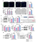Claudin 11 Antibody in Western Blot (WB)