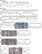 Claudin 4 Antibody in Immunohistochemistry (IHC)