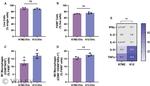 Arginase 1 Antibody in Flow Cytometry (Flow)