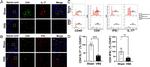 IFN gamma Antibody in Flow Cytometry (Flow)