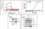 beta-2 Defensin Antibody in Western Blot (WB)
