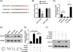 CXCL12 alpha (SDF-1 alpha) Antibody in Western Blot (WB)