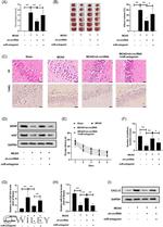 CXCL12 alpha (SDF-1 alpha) Antibody in Western Blot (WB)