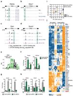 RELM alpha Antibody in Flow Cytometry (Flow)