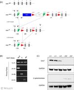 beta Galactosidase Antibody in Western Blot (WB)