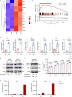 FOXP3 Antibody in Western Blot (WB)