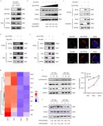 STAT1 Antibody in Western Blot (WB)