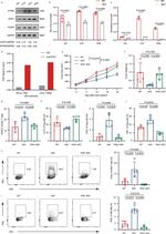 FOXP3 Antibody in Western Blot (WB)