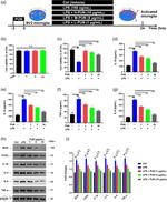 COX2 Antibody in Western Blot (WB)