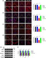 Synapsin 1 Antibody in Western Blot (WB)