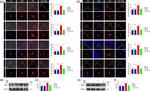 GFAP Antibody in Western Blot (WB)