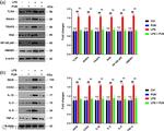 IKK beta Antibody in Western Blot (WB)