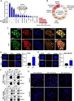 GATA3 Antibody in Immunocytochemistry (ICC/IF)