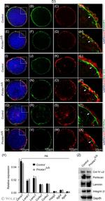 Perlecan Antibody in Immunohistochemistry (IHC)