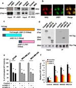 JAB1 Antibody in Immunocytochemistry (ICC/IF)