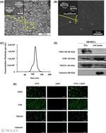 CD81 Antibody in Western Blot (WB)