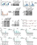 PRMT5 Antibody in ChIP Assay (ChIP)
