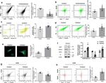 NeuN Antibody in Flow Cytometry (Flow)