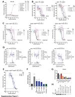 Estrogen Receptor alpha Antibody in Western Blot (WB)