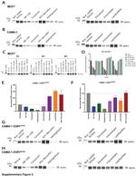 Estrogen Receptor alpha Antibody in Western Blot (WB)