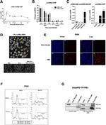 Hepatitis B Virus Core Antigen Antibody in Flow Cytometry (Flow)