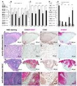 S100A7 Antibody in Immunohistochemistry (IHC)