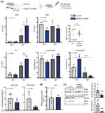 c-Myc Antibody in Western Blot (WB)
