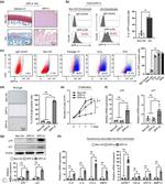 CD26 Antibody in Immunohistochemistry (IHC)