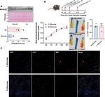 CD31 Antibody in Immunohistochemistry (IHC)