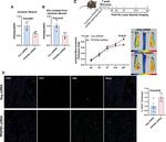 CD31 Antibody in Immunohistochemistry (IHC)