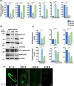 Calponin 1 Antibody in Western Blot (WB)